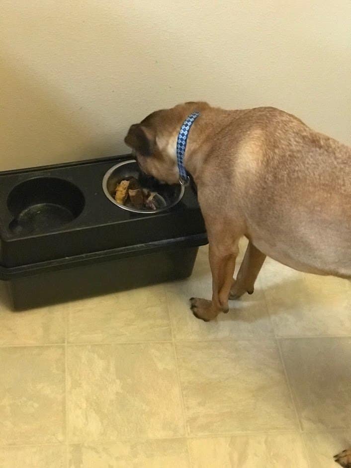 Rico eating birthday cake