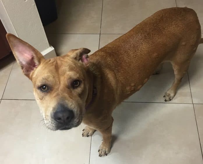 Roxyhives E1520925401807