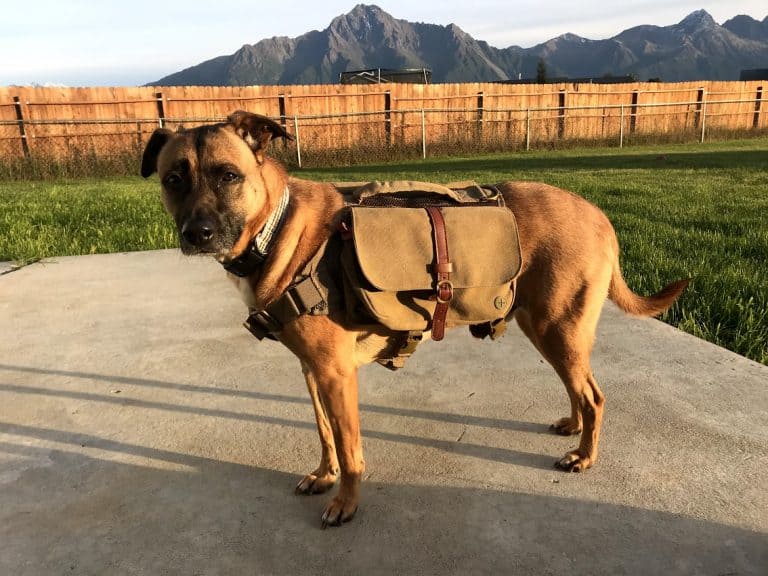 8 Fantastic Dog Backpacks They'll Enjoy Carrying! 8 Fantastic Dog Backpacks They’ll Enjoy Carrying!
