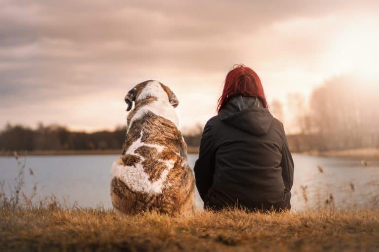 What Your Senior Dog Really Wants You To Know What Your Senior Dog Wants You To Know