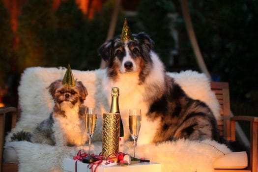 Ways To Calm Your Dog on New Year's Eve