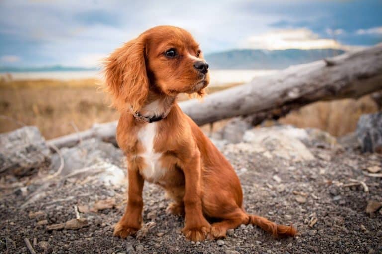 Things You Need to Consider Before Getting a Puppy Things To Consider Before Getting A Puppy