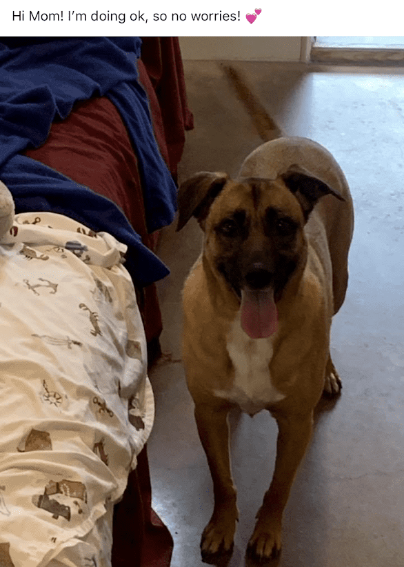 Rico dog boarding