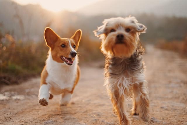 dog boarding tips
