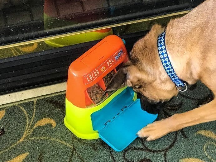 Best Christmas Gifts for dogs