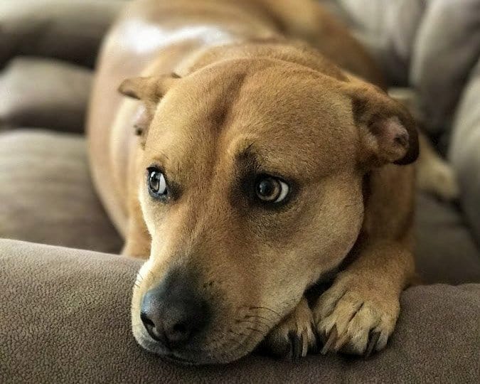 What To Do When Your Vet Won't Listen What to do when your vet won't listen