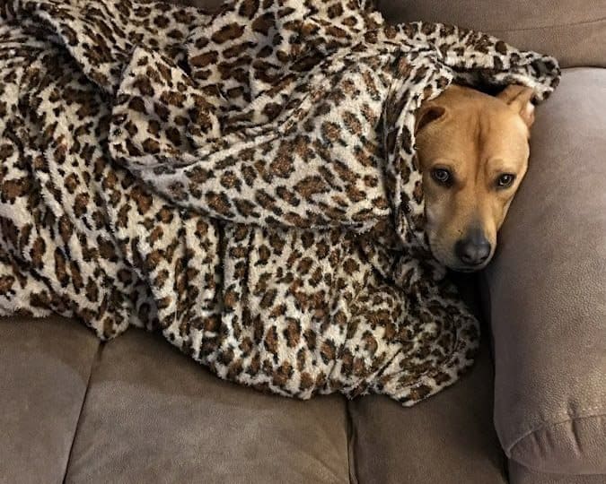 The Best Dog Blankets For Snuggly, Cozy Dogs Roxy with Dog Blanket Snuggie