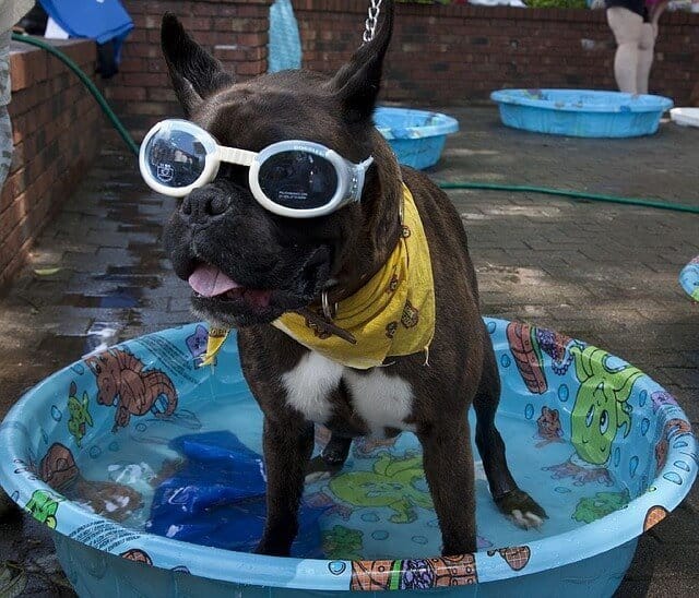 Exciting Dog Toys & Treats To Thrill Every Dog! cool dog in pool