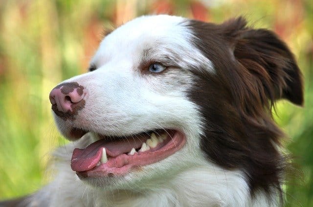 Dogs And Dental Care - Everything You Need To Know dog dental care