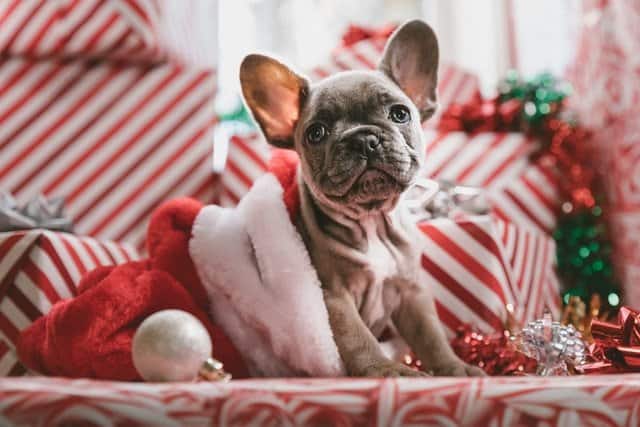 Wonderful Christmas Gifts Your Dog Will LOVE! best christmas presents for dogs