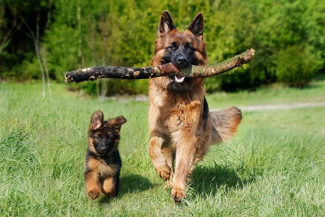best way to socialize a dog