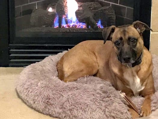 Start Here Calming Dog Bed