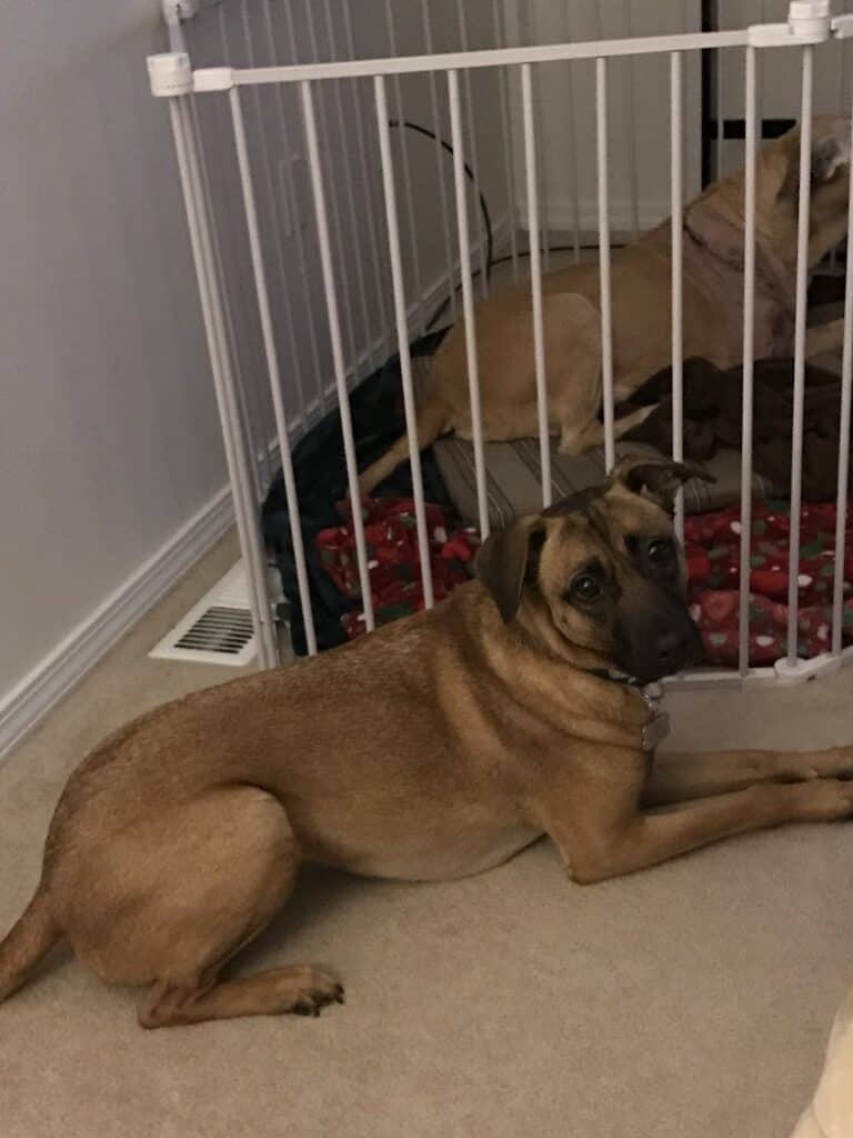 6 Tips for Speeding Up Your Dog's Recovery Time Helping your dog recover faster