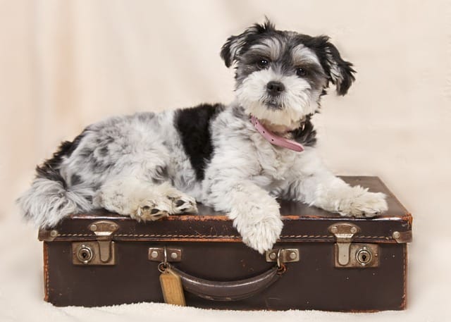 dog on suitcase