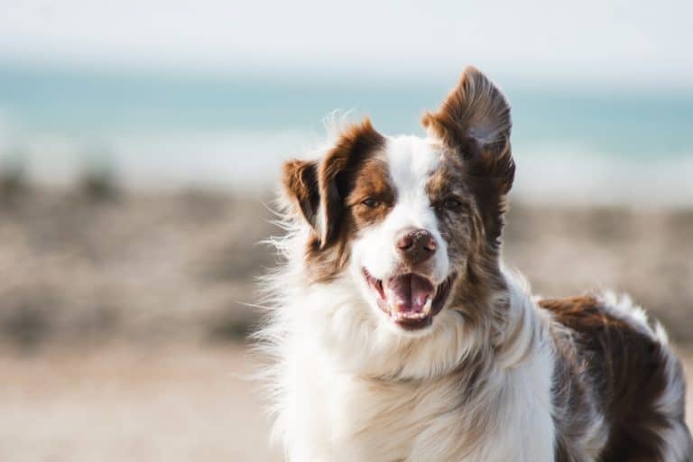 How To Keep Dogs Cool In Summer: A Guide To Keeping Your Dog Happy, Healthy And Safe how to keep dogs cool in summer