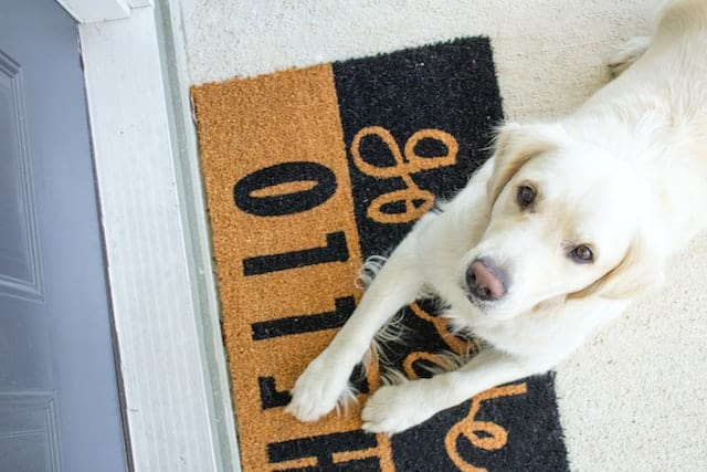 Effective Tips To Stop Your Dog From Door Scratching stop dog scratching at door