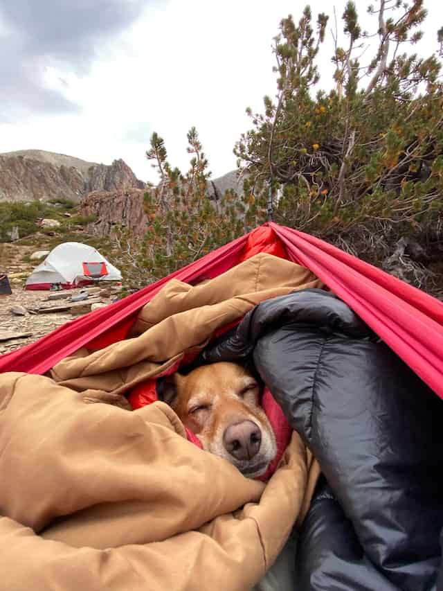 How to Have the Best Camping Trip with Your Dog tips for camping with dogs