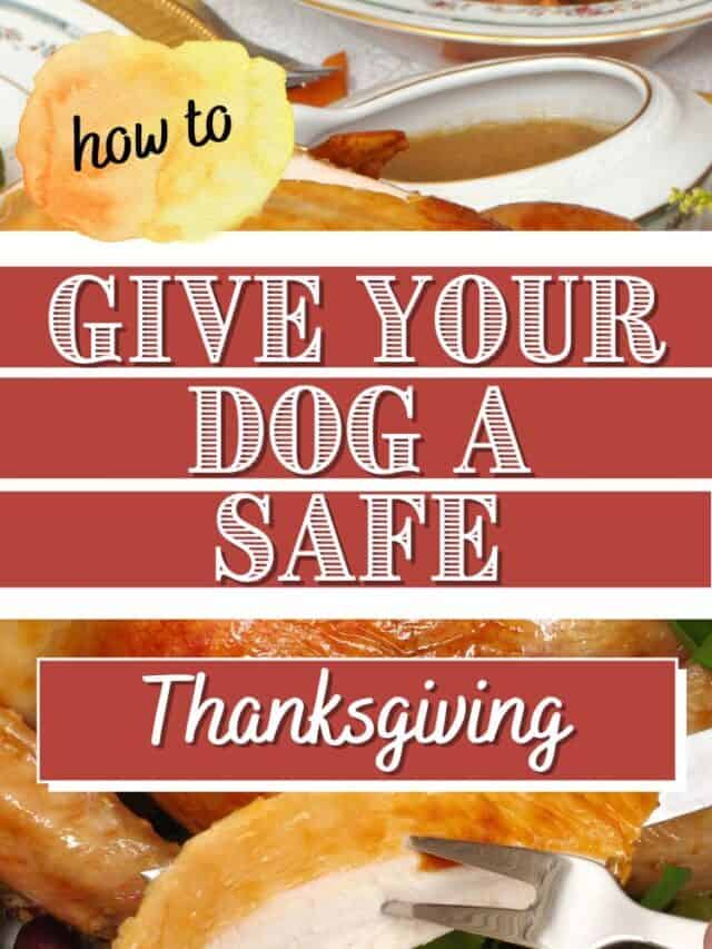 How To Give Your Dog A Safe Thanksgiving