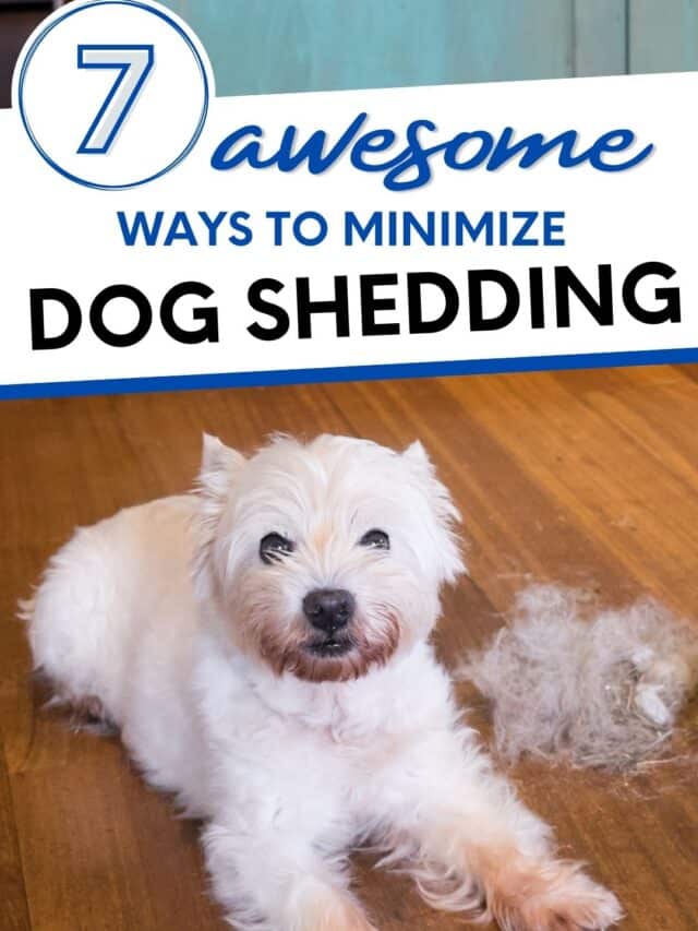 Quick & Easy Ways To Minimize Dog Shedding