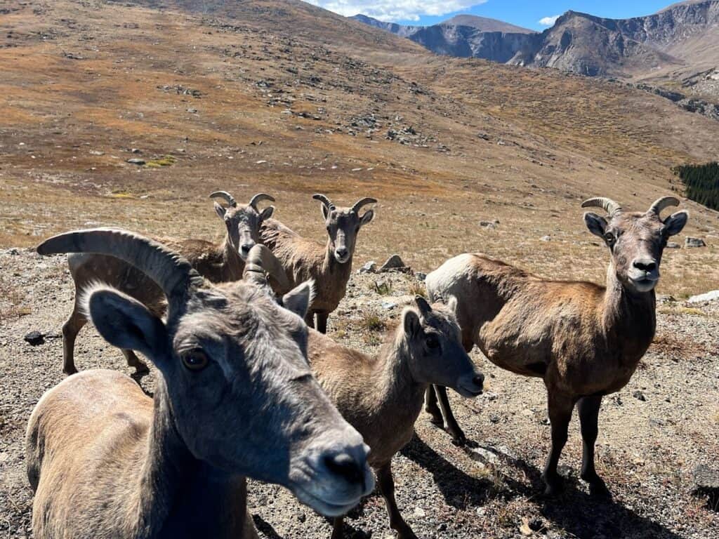 traveling with dogs - image of mountain sheep