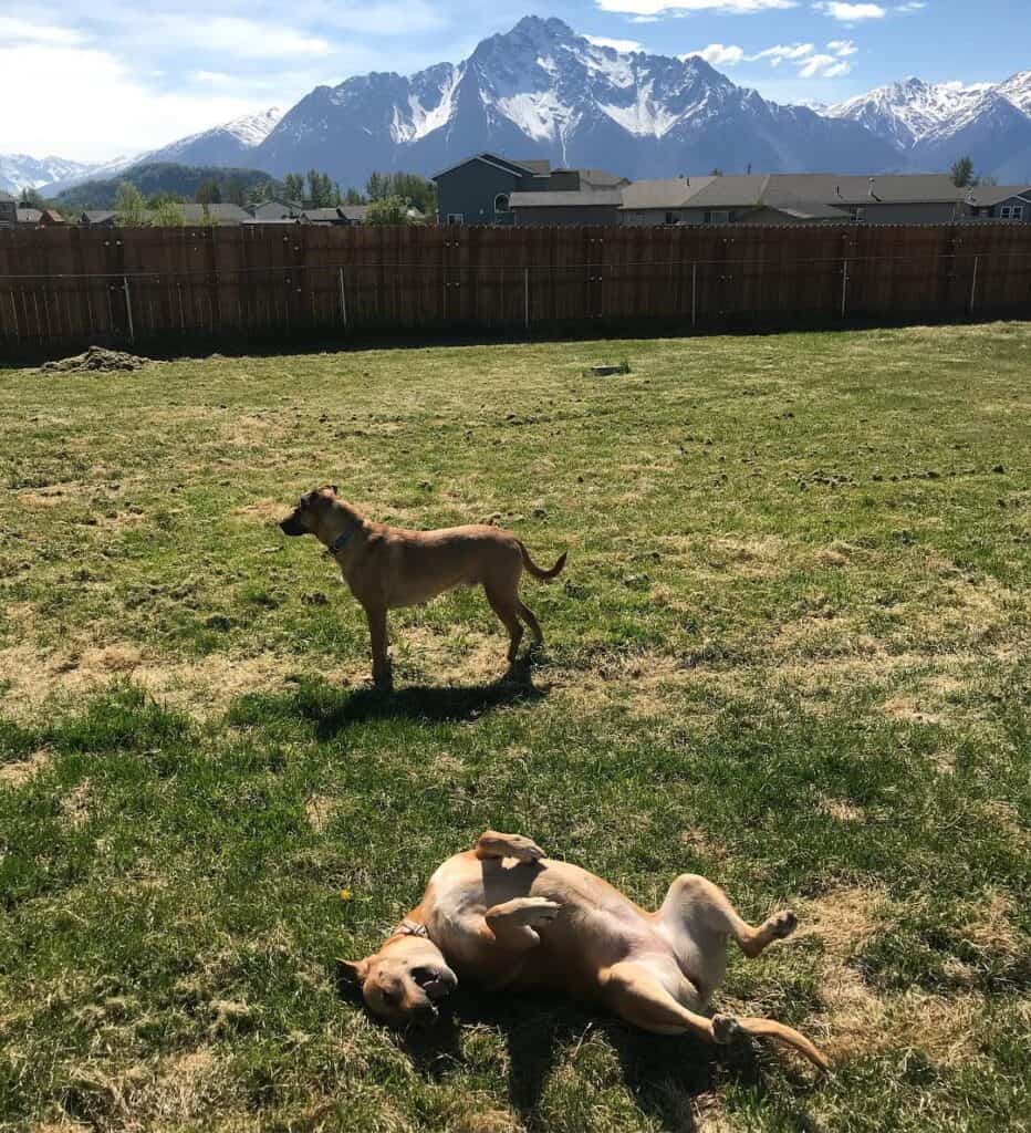 Roxy And Rico Mountains 932x1024