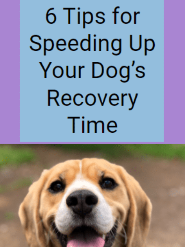 Tips for Speeding Up Your Dog’s Recovery Time