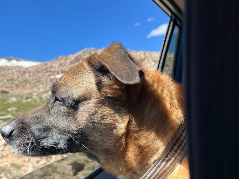 Rico in car travel