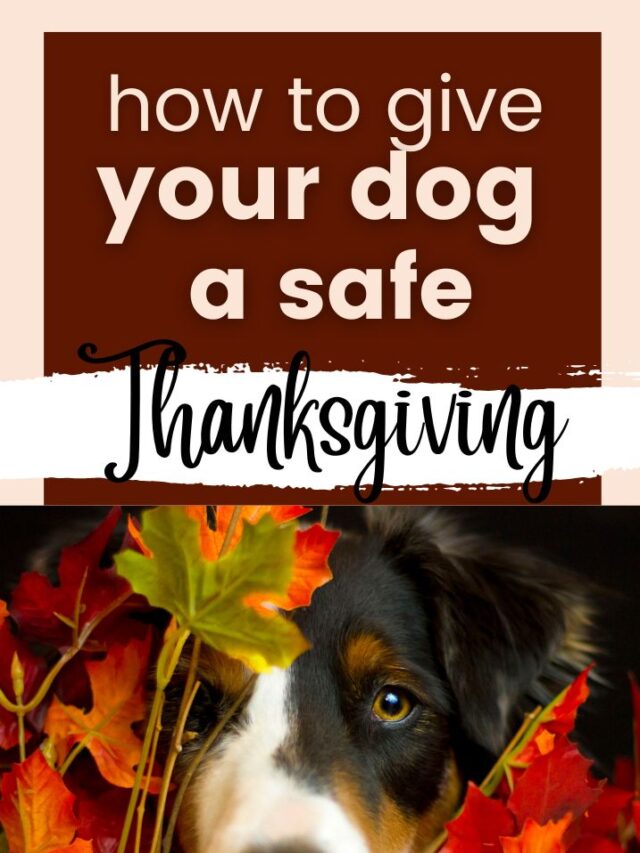 Tips To Give Your Dog a Happy & Healthy Thanksgiving